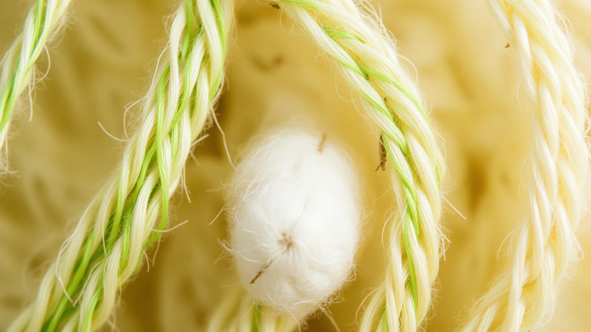 Macro detail of natural cotton fibres